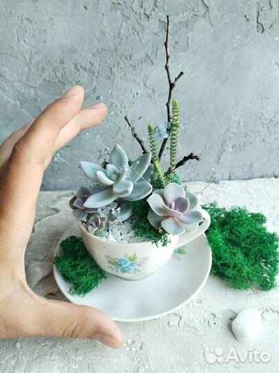 Флорариум, минисадик из суккулентов