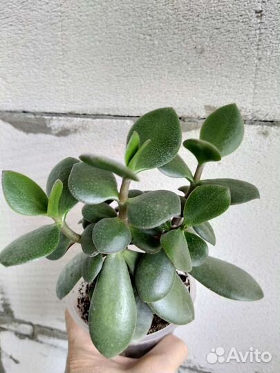 Суккуленты