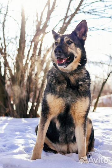 Красивая собака с тяжелой судьбой