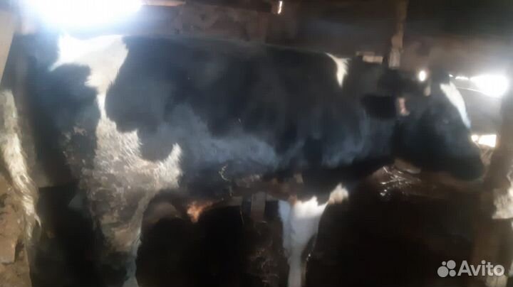 Продам быка и телку