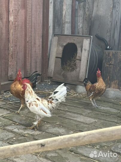 Молодые петухи