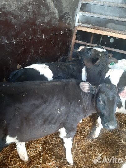 Бычки на откорм