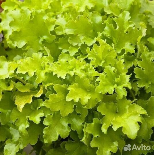 Редкие, красивые растения для сада