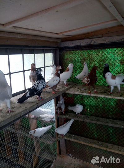 Голуби (Гривуны,Белоголовые,Капуцыны)