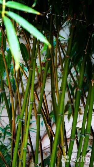Бамбук вечнозелёный (Китайский) Филлостахис