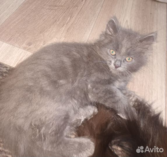 Домашние животные котята