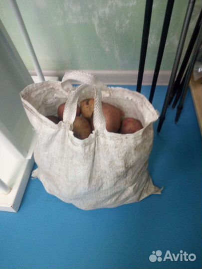 Картофель