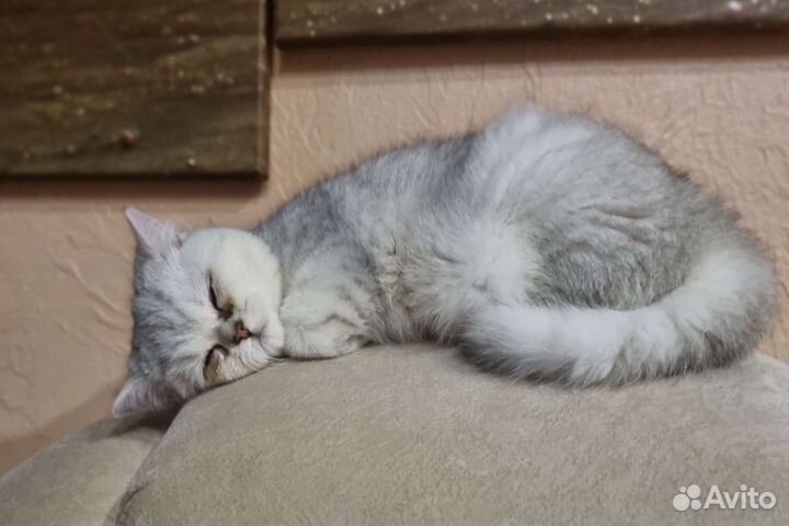 Британская шиншилла