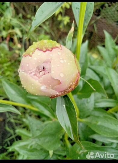 Пион розовый