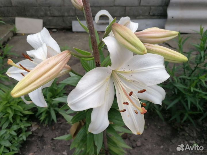 Лилии и лилейники