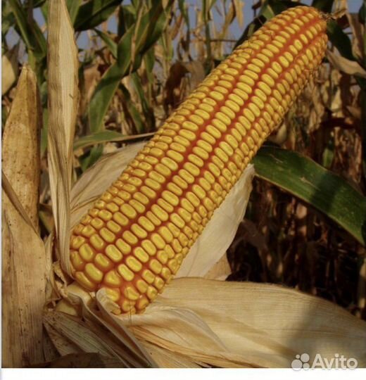 Семена кукурузы. Росс 199 мв