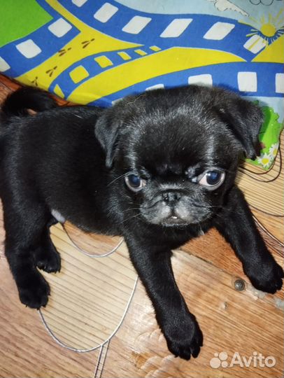 Щенки мопса