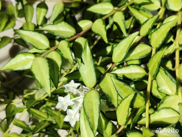 Hoya lanceolata ssp. bella variegated