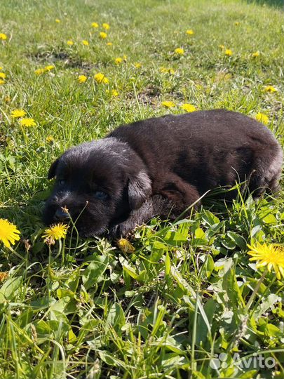 Щенок немецкой овчарки