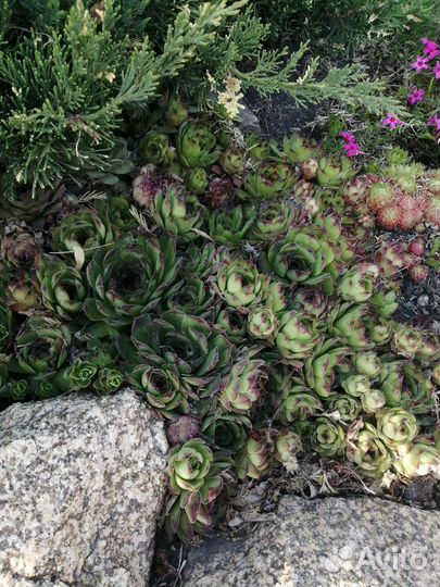 Многолетники