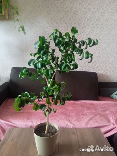 Фикус Букле