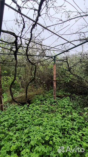 Спил деревьв