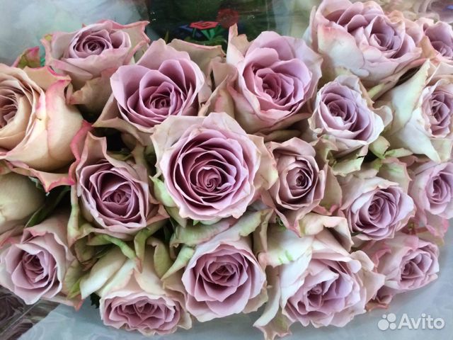 Роза одноголовая букет опт