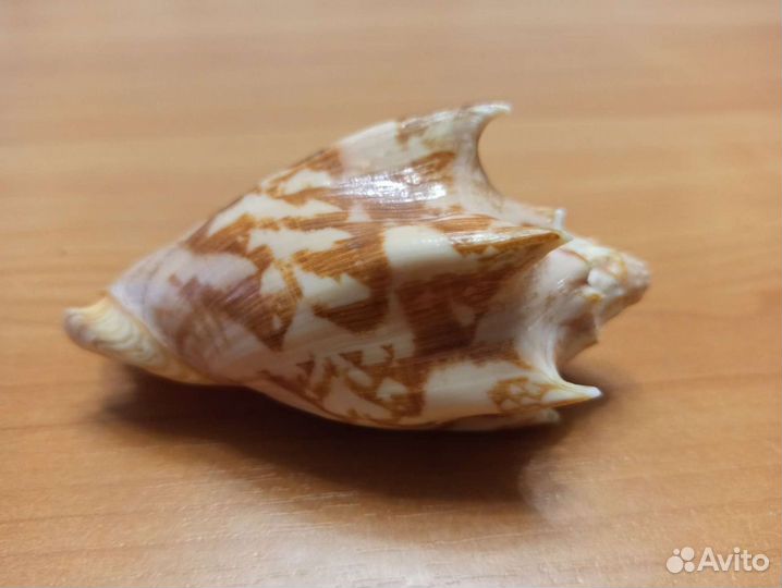 Морская раковина