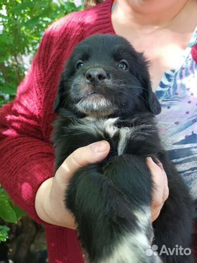 Крепкие малыши охранники