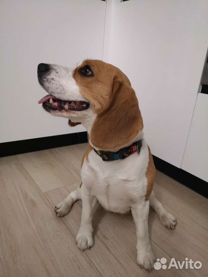 Передержка животных