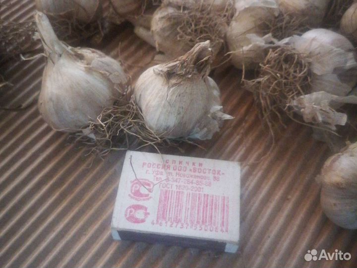 Семена чеснока озимого