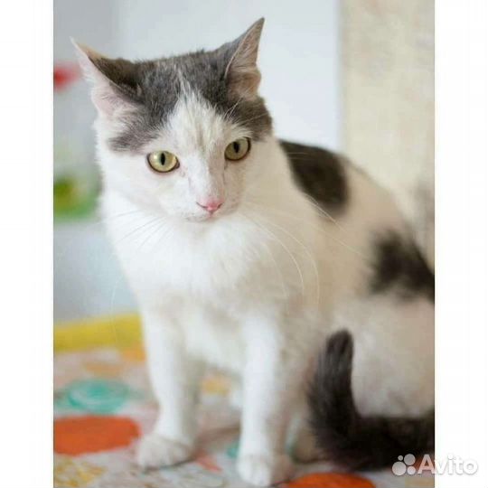 Красавец кот в добрые руки