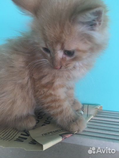 Пушистый котенок