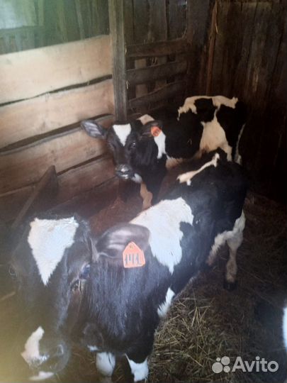 Бычки и телята