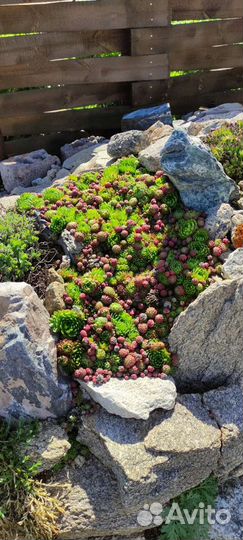 Растения для альпийской горки