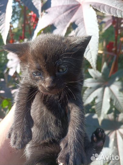 Котёнок черненький
