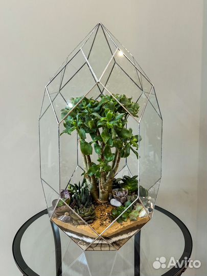 Флорариум бонсариум мирт мирсина фикус микрокарпа