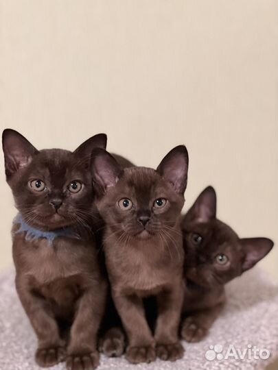 Котята Европейской Бурмы