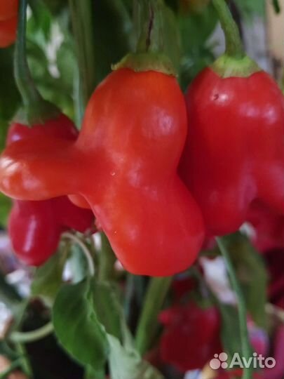 Семена перца Колокольчик