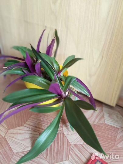 Комнатные цветы фуксия и другие