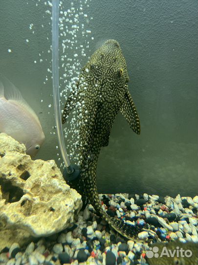Астронотус альбинос и Сомы парчовые
