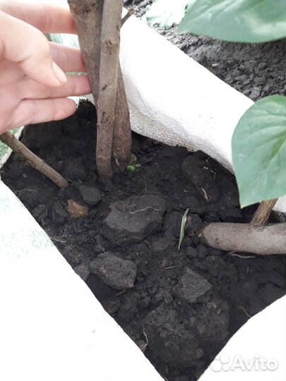 Продажа сирени