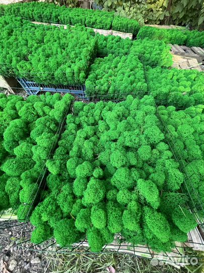 Стабилизированный мох, Серый