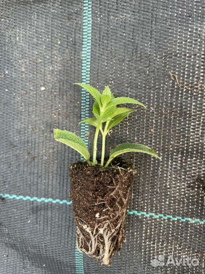 Черенки гортензии