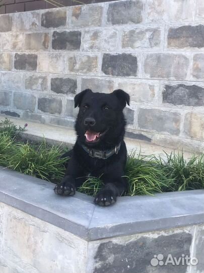 Маленький песик