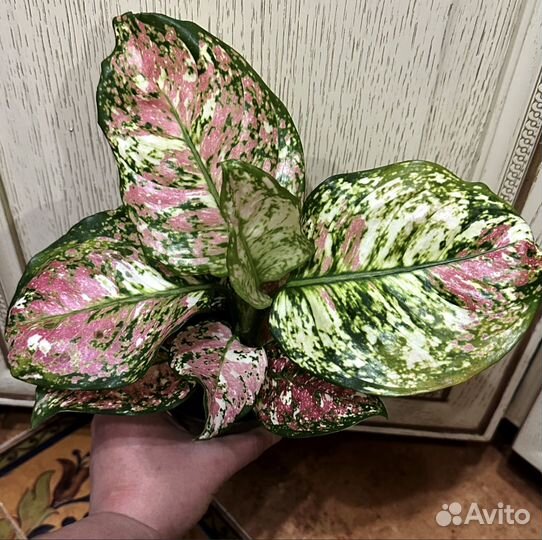 Аглонемы разные