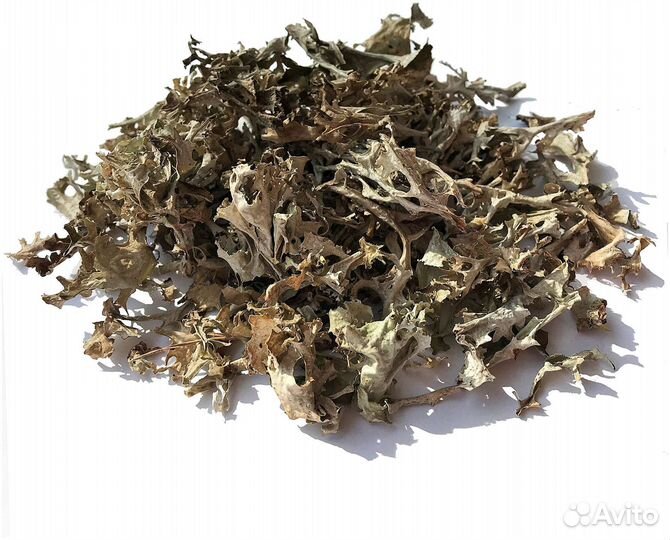 Исландский мох