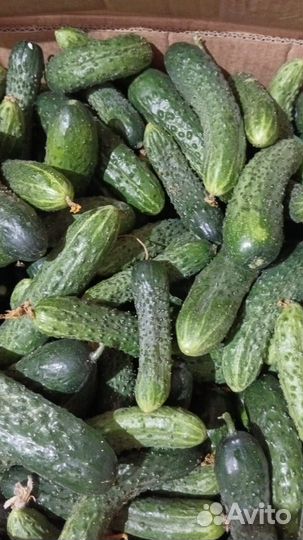 Домашние помидоры и огурцы