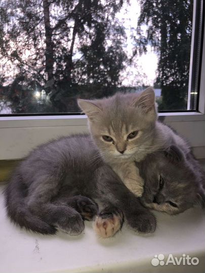 Шотландские котята