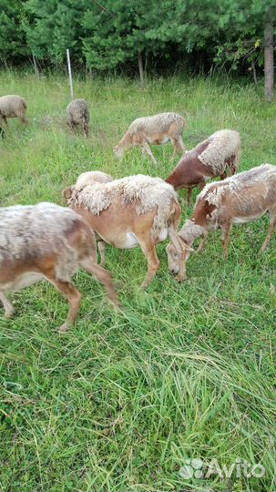 Катумские овцы,ягнята