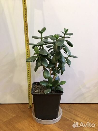 Толстянка крассула, фикус бенжамина