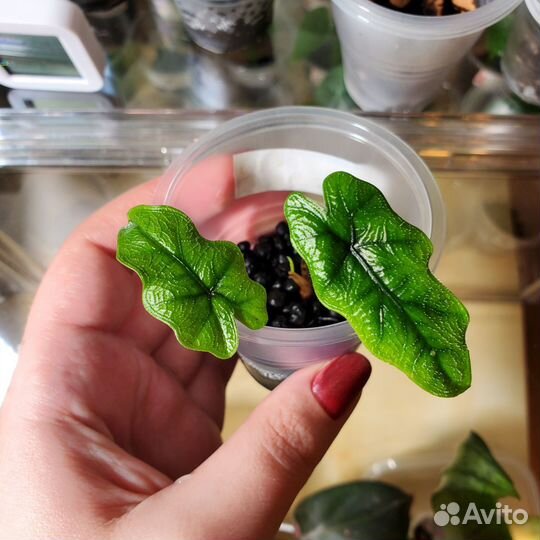 Алоказия жаклин