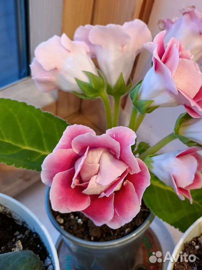 Глоксиния (Аванти, Харизма, Тидея, Брокада)