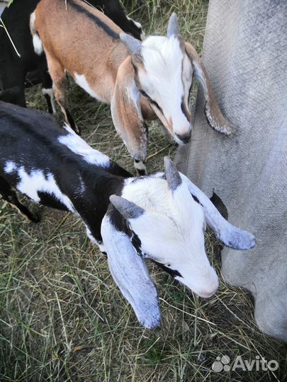 Нубийские козлята на племя от 4 до 5 мес