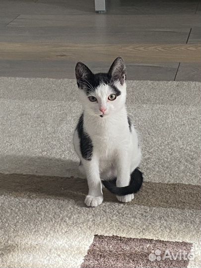 Котята мышеловы даром